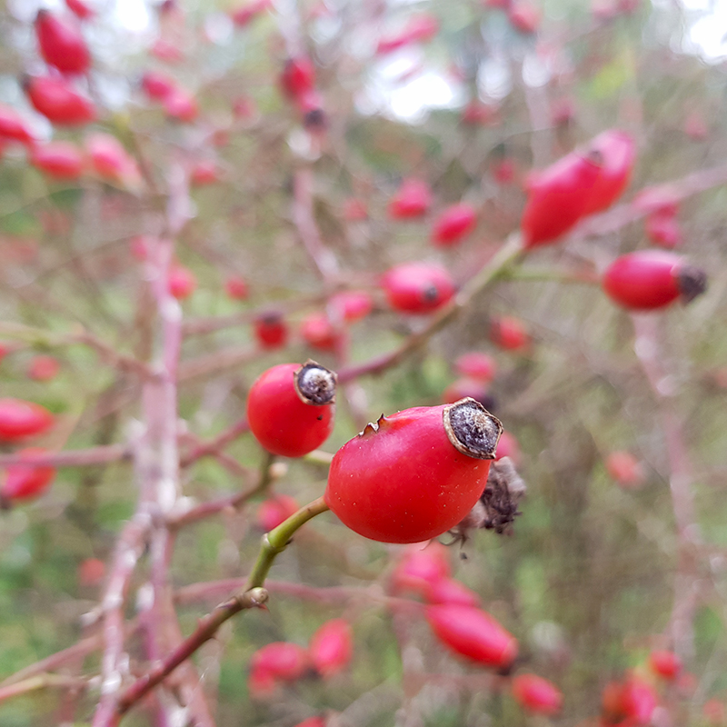 Rosehip