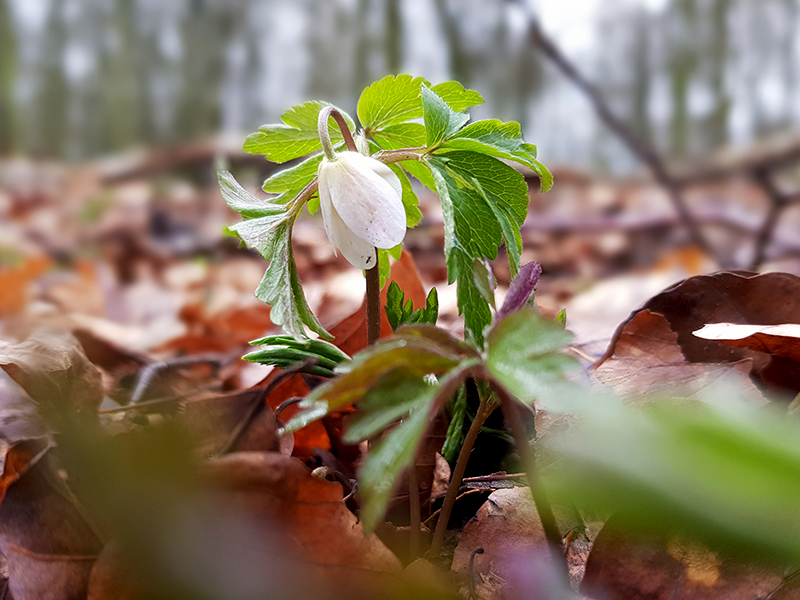 Anemone