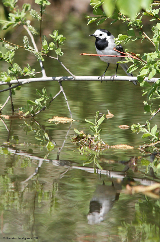 Bird, branches and pond